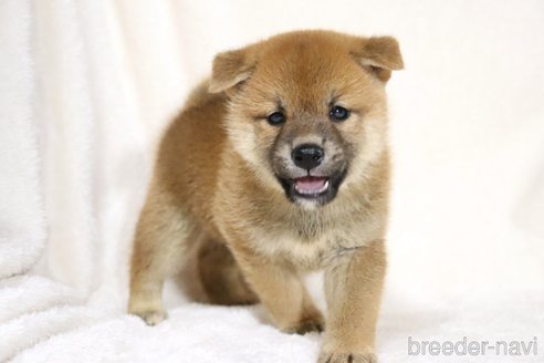 成約済の滋賀県の柴犬-332875の3枚目