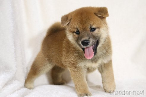 成約済の滋賀県の柴犬-332875の2枚目