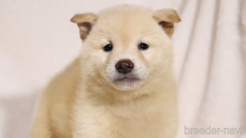成約済の滋賀県の柴犬-332876の1枚目