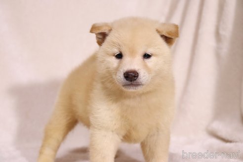 成約済の滋賀県の柴犬-332876の6枚目