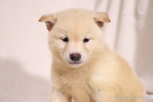 成約済の滋賀県の柴犬-332876の5枚目