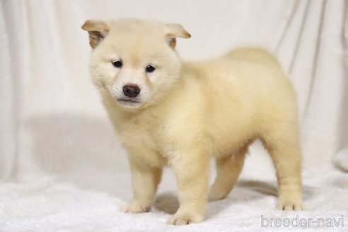 成約済の滋賀県の柴犬-332876の4枚目