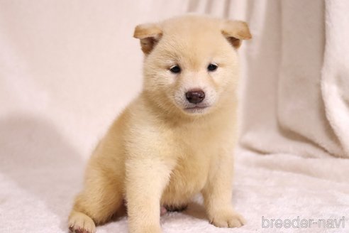 成約済の滋賀県の柴犬-332876の3枚目