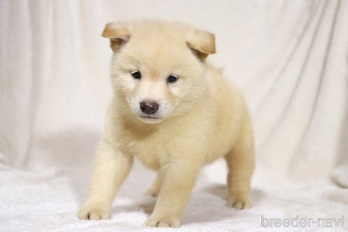 成約済の滋賀県の柴犬-332876の2枚目