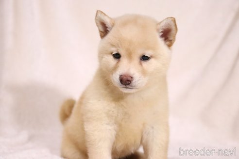 成約済の滋賀県の柴犬-332878の7枚目