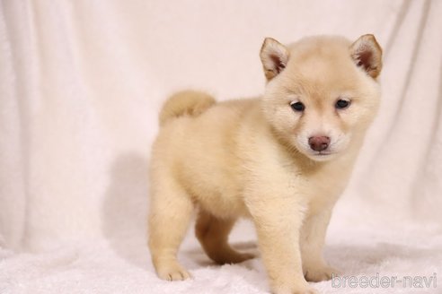 成約済の滋賀県の柴犬-332878の6枚目