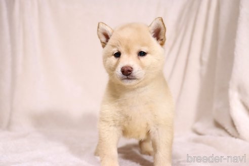 成約済の滋賀県の柴犬-332878の5枚目