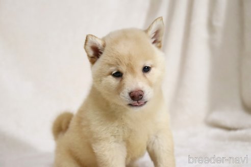 成約済の滋賀県の柴犬-332878の4枚目