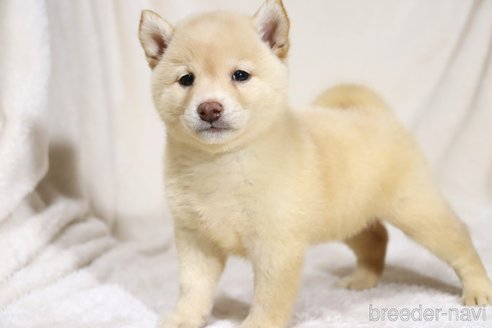 成約済の滋賀県の柴犬-332878の3枚目
