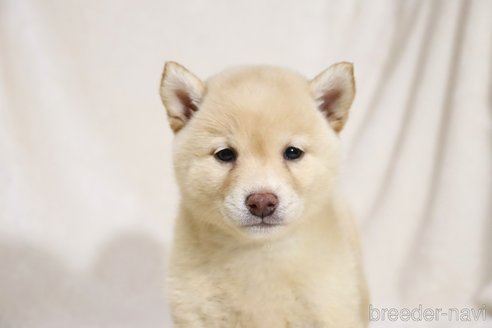 成約済の滋賀県の柴犬-332878の2枚目