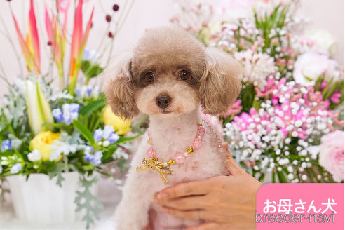 ルルちゃん1枚目