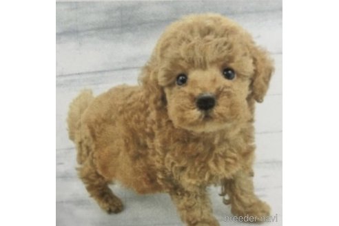 トワくん1枚目