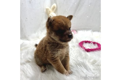 成約済の栃木県の柴犬-332994の4枚目
