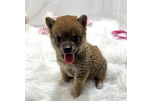 成約済の栃木県の柴犬-332994の5枚目