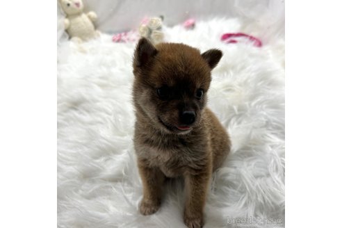 成約済の栃木県の柴犬-332994の6枚目