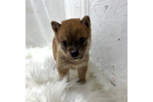 成約済の栃木県の柴犬-332994の8枚目