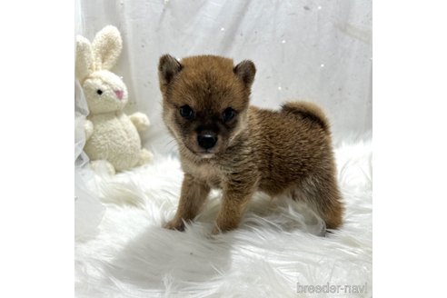 成約済の栃木県の柴犬-332994の3枚目