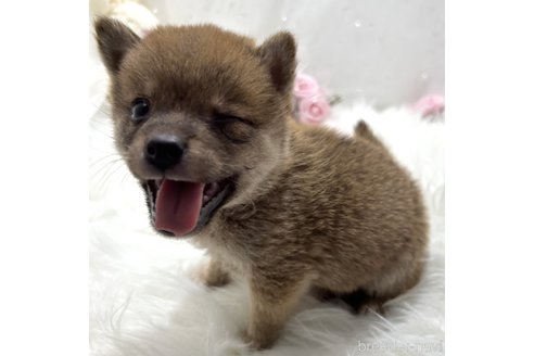 成約済の栃木県の柴犬-332994の2枚目