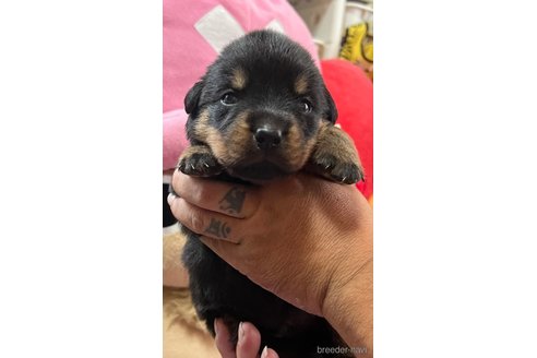 成約済の愛知県のロットワイラー-328371の5枚目