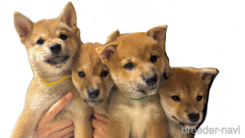 成約済の熊本県の柴犬-323900の2枚目