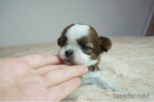 子犬