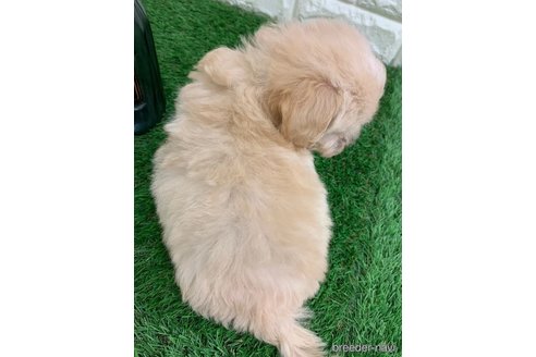 成約済の岡山県のマルプー:マルチーズ×トイプードル-326031の4枚目