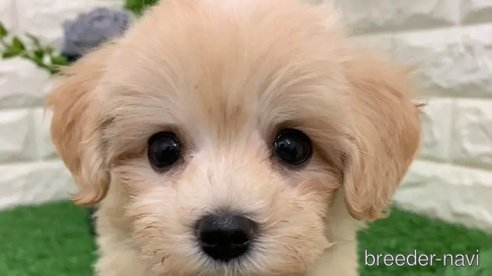 成約済の岡山県のマルプー:マルチーズ×トイプードル-326031の3枚目