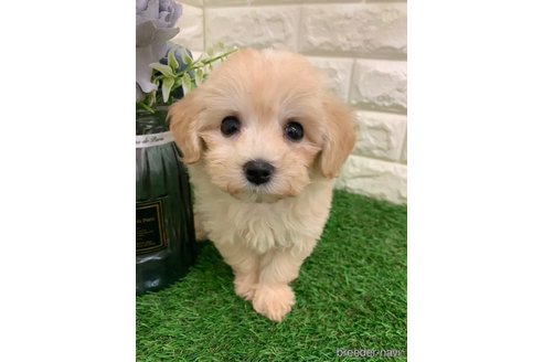 成約済の岡山県のマルプー:マルチーズ×トイプードル-326031の7枚目