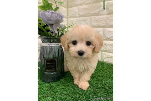 成約済の岡山県のマルプー:マルチーズ×トイプードル-326031の9枚目