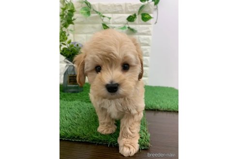 成約済の岡山県のマルプー:マルチーズ×トイプードル-326025の1枚目