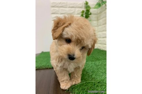 成約済の岡山県のマルプー:マルチーズ×トイプードル-326025の2枚目