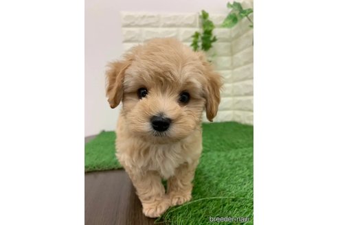 成約済の岡山県のマルプー:マルチーズ×トイプードル-326025の3枚目
