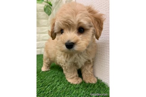 成約済の岡山県のマルプー:マルチーズ×トイプードル-326025の5枚目