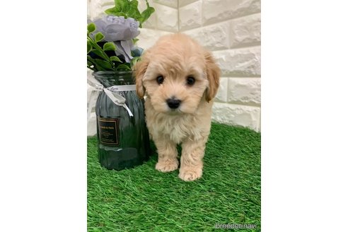 成約済の岡山県のマルプー:マルチーズ×トイプードル-326025の6枚目