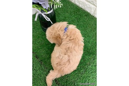 成約済の岡山県のマルプー:マルチーズ×トイプードル-326025の8枚目
