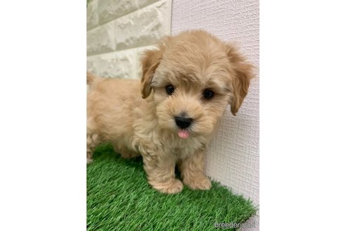 成約済の岡山県のマルプー:マルチーズ×トイプードル-326025の9枚目