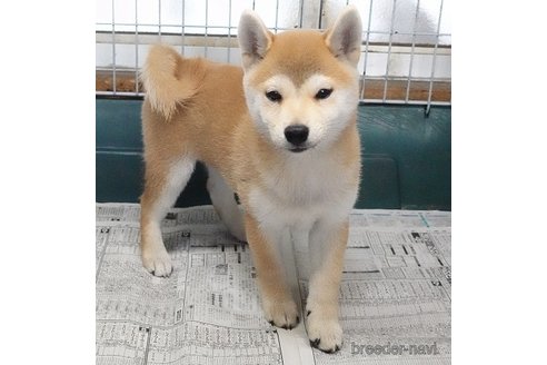 成約済の愛知県の柴犬-333077の5枚目