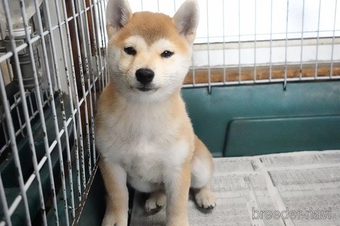 成約済の愛知県の柴犬-333077の4枚目