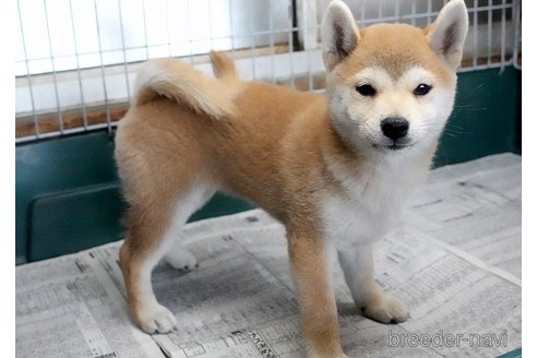 成約済の愛知県の柴犬-333077の3枚目