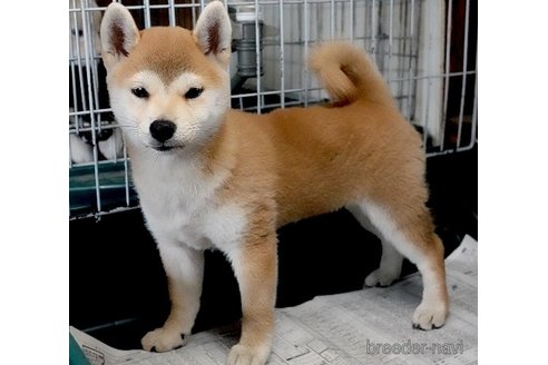 成約済の愛知県の柴犬-333077の2枚目