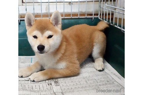 成約済の愛知県の柴犬-333077の1枚目