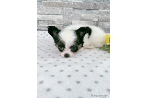 成約済の千葉県のチワワ(ロングコート)-333081の5枚目