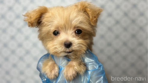 成約済の東京都のマルプー:マルチーズ×トイプードル-333128の4枚目