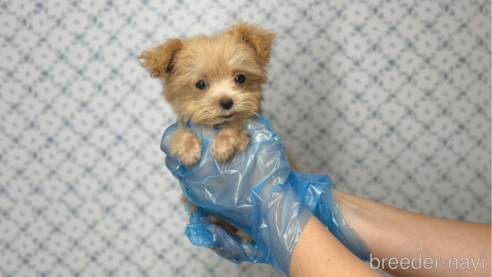 成約済の東京都のマルプー:マルチーズ×トイプードル-333128