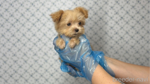 成約済の東京都のマルプー:マルチーズ×トイプードル-333128の3枚目