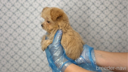 成約済の東京都のマルプー:マルチーズ×トイプードル-333128の2枚目