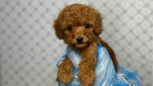 成約済の東京都のタイニープードル-333137の1枚目