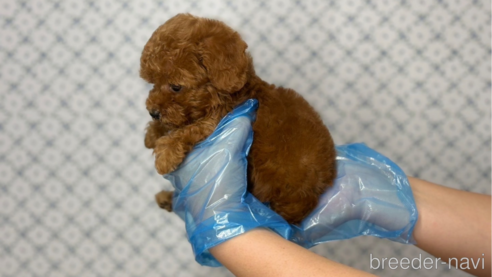 成約済の東京都のタイニープードル-333137の4枚目