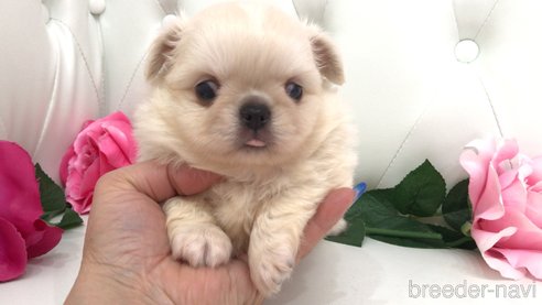 成約済の埼玉県のミックス犬-333113の5枚目
