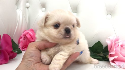 成約済の埼玉県のミックス犬-333113の2枚目